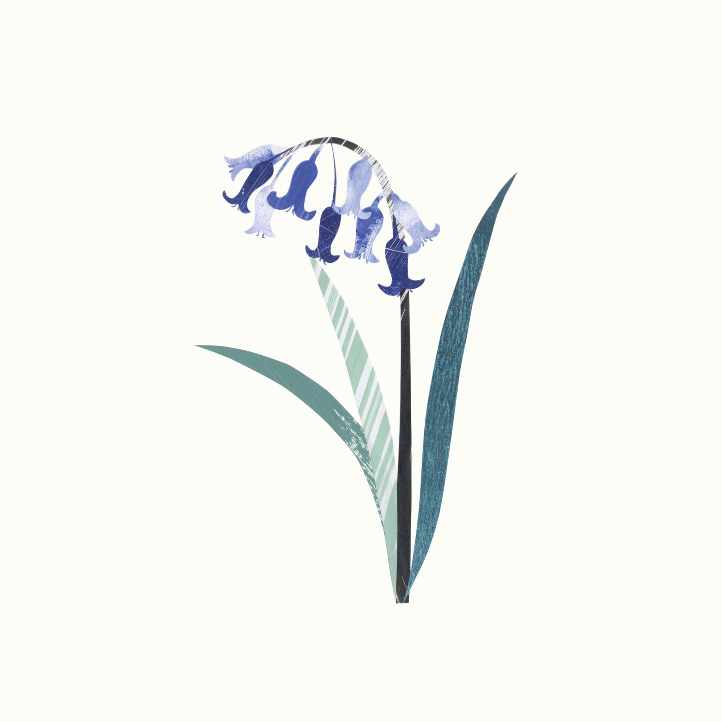 Print of an original artwork of a bluebell flower with long green leaves on a white background