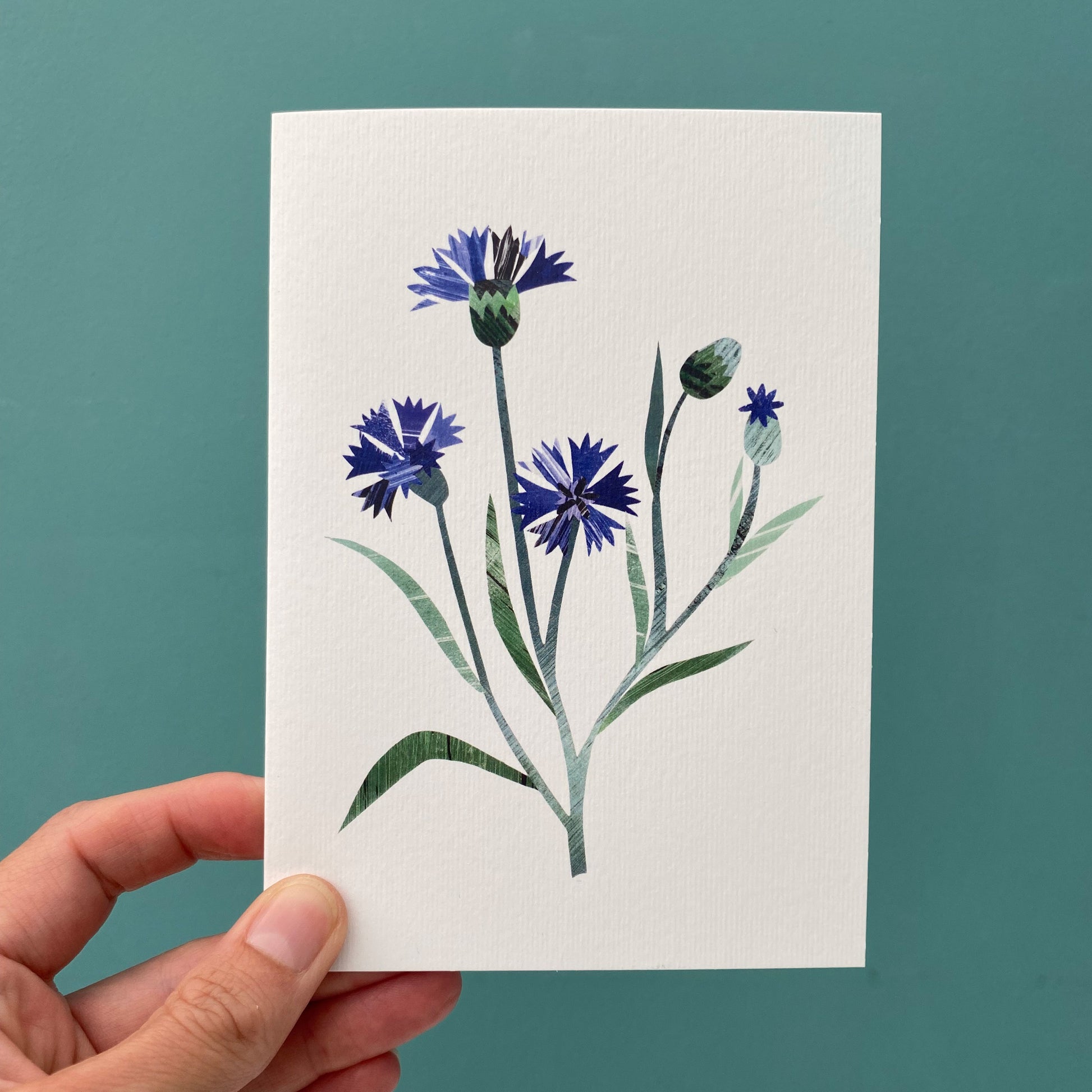 Cornflowers greeting card featuring a unique hand collaged design with Blue Corn Flowers and green leaves on a plain white background is being held against a blue/green background.