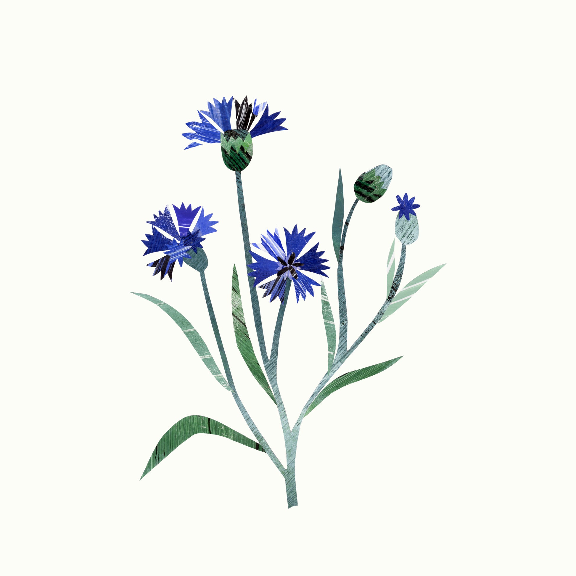 Print of an original collage of a blue cornflower with green leaves on an off white background.